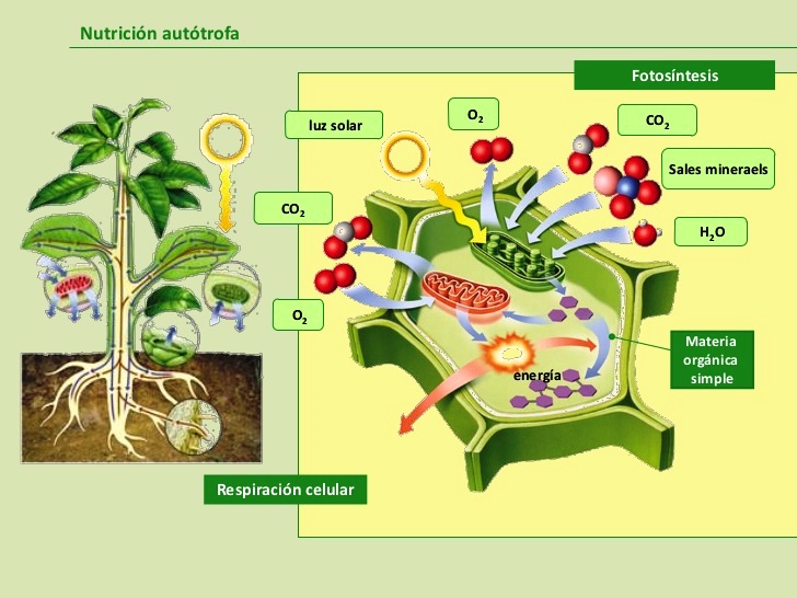 Que es la nutricion autotrofa