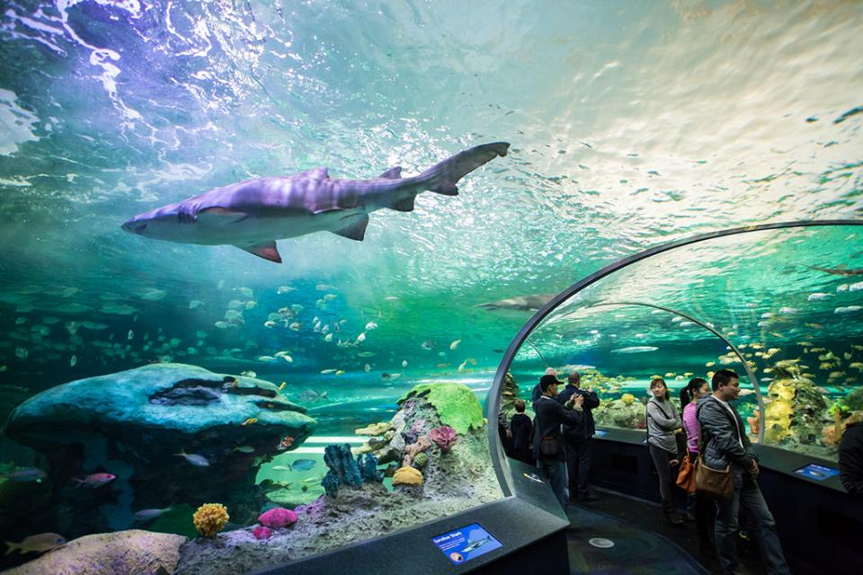 S aquarium. Океанариум Рипли Торонто. Канадский аквариум Рипли. Краснодарский океанариум Ocean Park. Аквариум в Торонто.