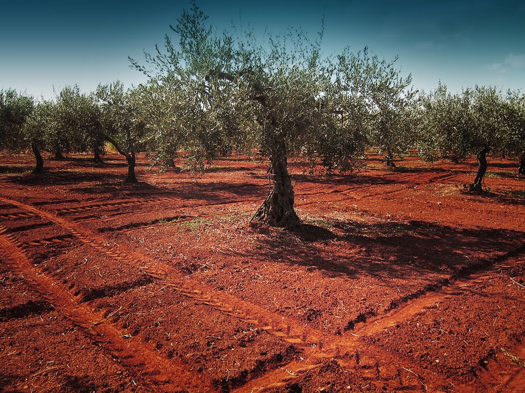 Природные зоны бразилии почва. Красные ферраллитные почвы Бразилии. Красные ферраллитные почвы Австралии. Терра-Росса(красная земля).. Красные ферраллитные почвы Южной Америки.