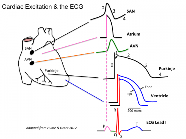 Action nodes. Теория кругового ритма. Cardiac excitation. ECG Conduction System of the Heart. Cardiac contractility Modulation Optimizer.