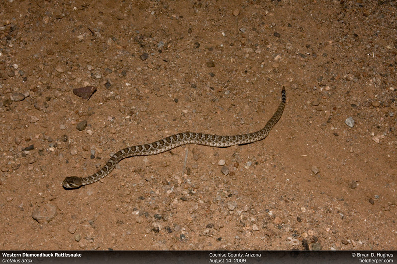 rattlesnakes on emaze