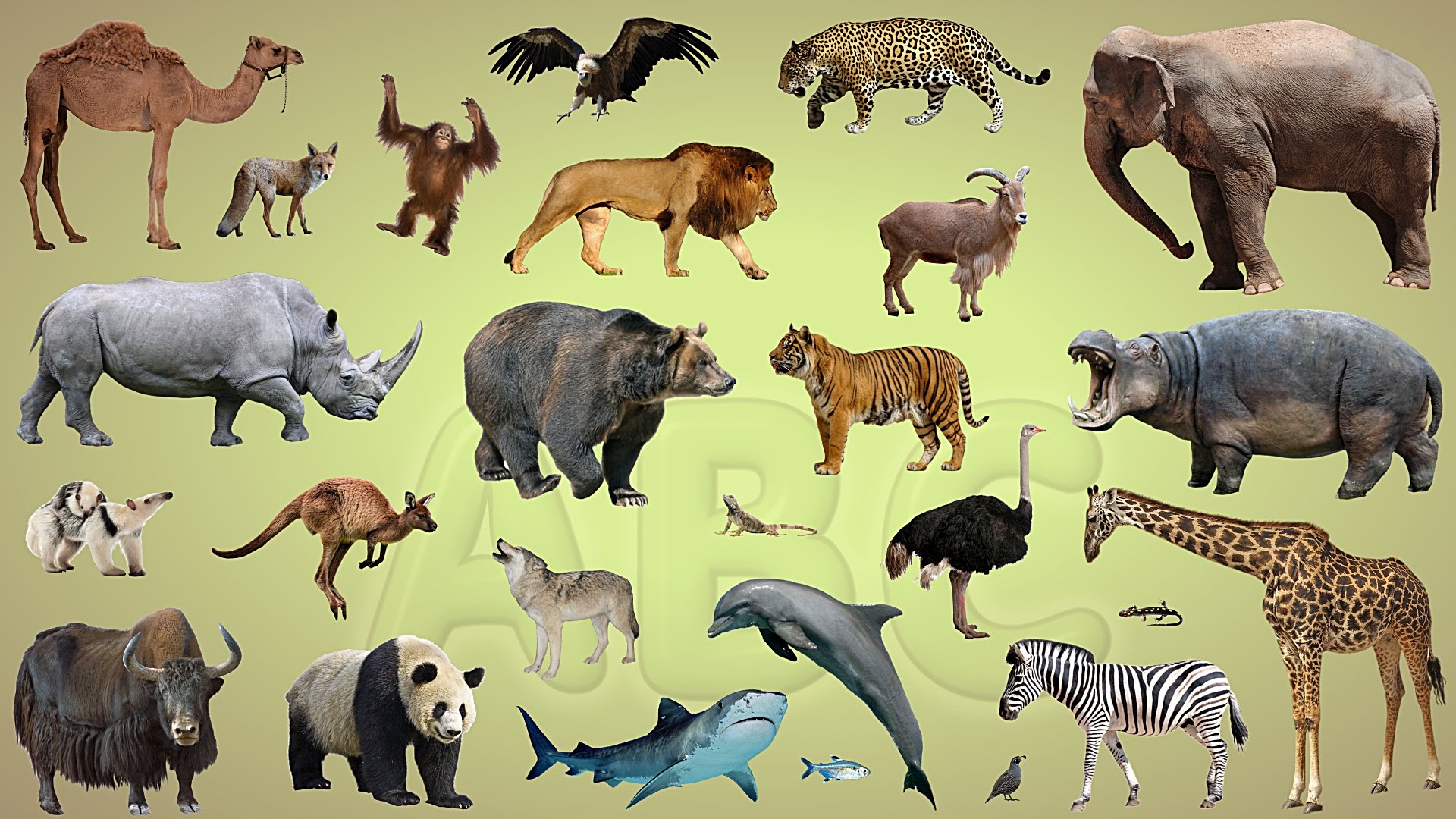 Название крупного млекопитающего. Диких животных. Множество животных. Наземные животные. Животные Африки для детей.