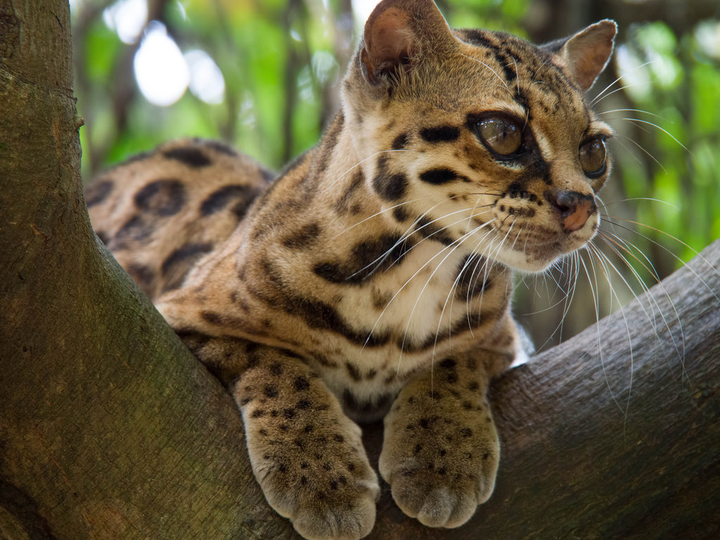 Бразильская Кошка Фото