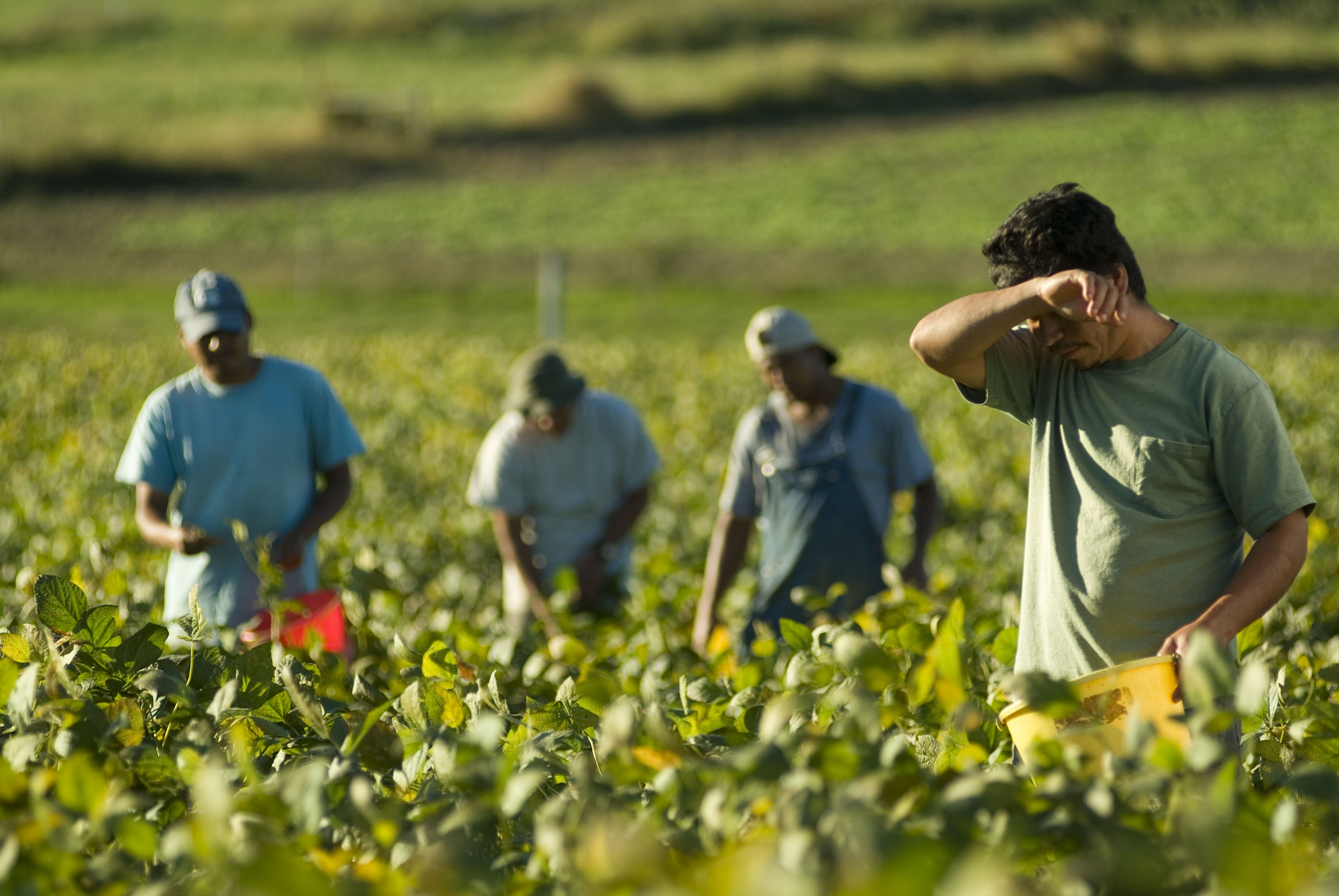 People work in the country. Сельское хозяйство Израиля. Сельское хозяйство Греции. Мэн сельское хозяйство. Сезонные работники.