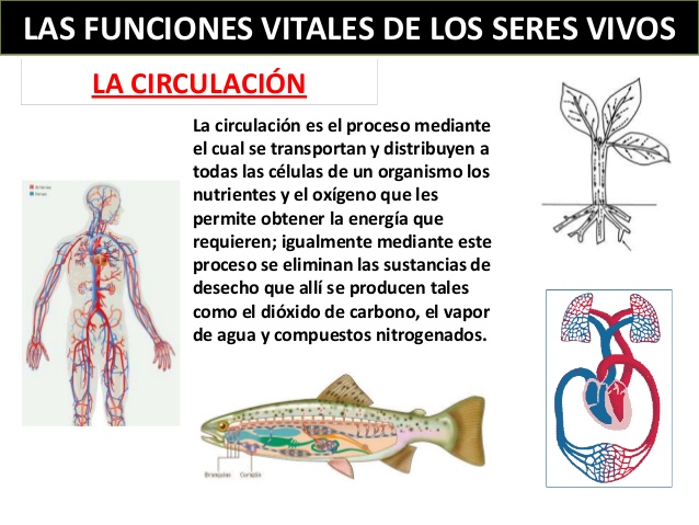 Circulacion En Los Seres Vivos On Emaze