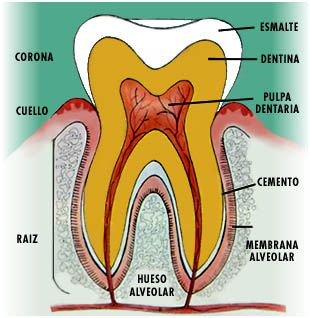 Estructura y tejidos dentarios at emaze Presentation