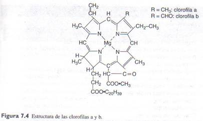 estructura de la clorofila b