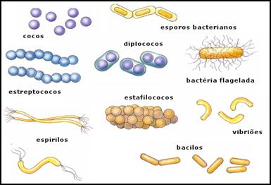 Resultado de imagen para REINO ARCHAEA