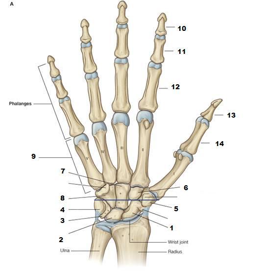 Phalanges on emaze