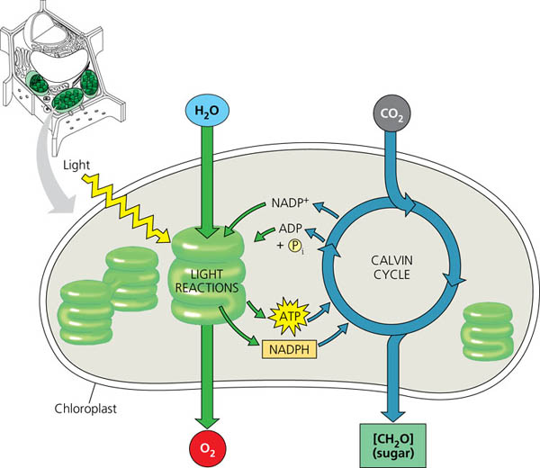 Tracing The Carbon Atom Project For Biology (tropical Rainforest) By 