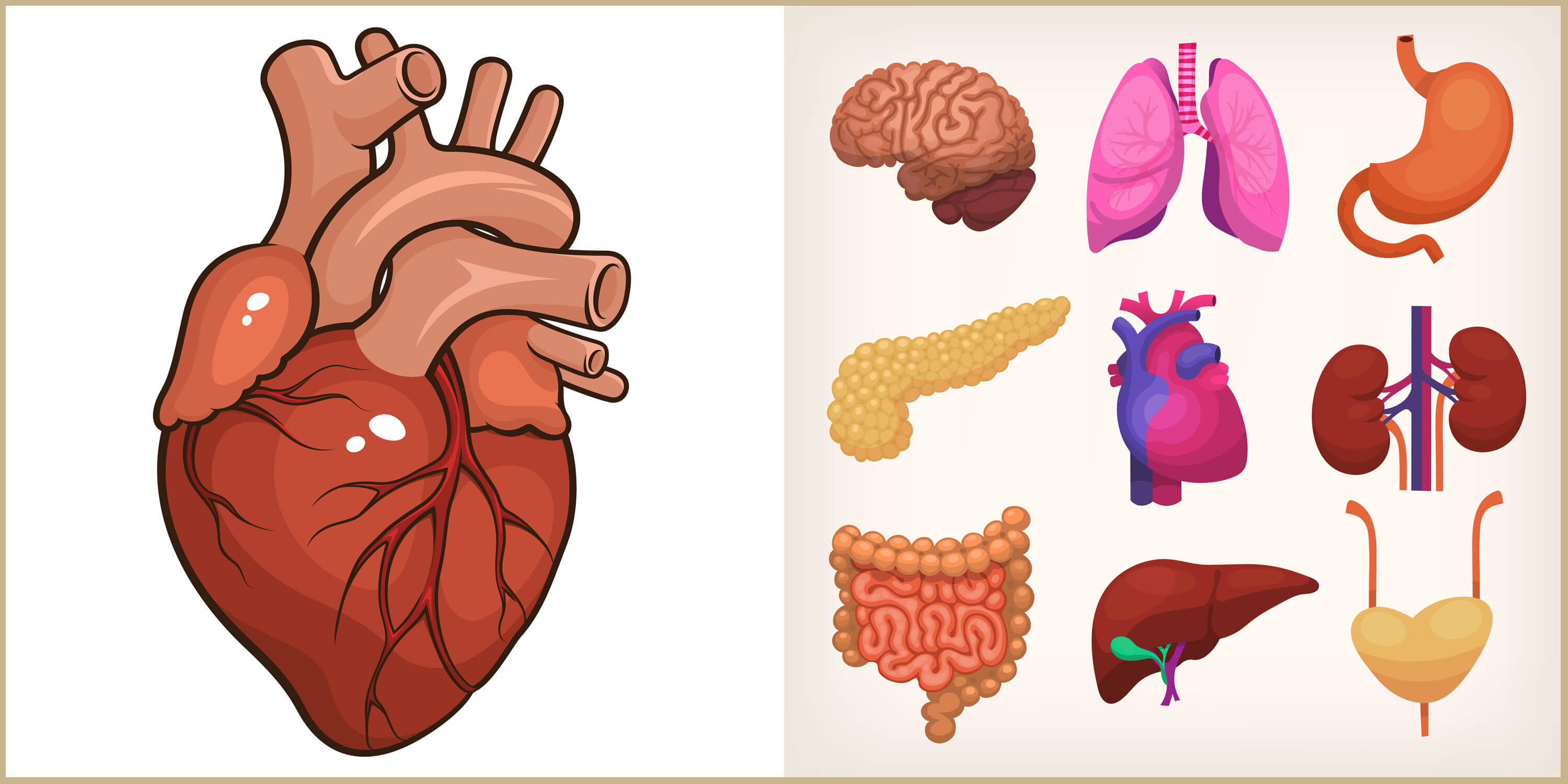 Сердце печень легкое. Внутренние органы человека для детей. Органы человека по отдельности. Внутренние органы человека для дошкольников.