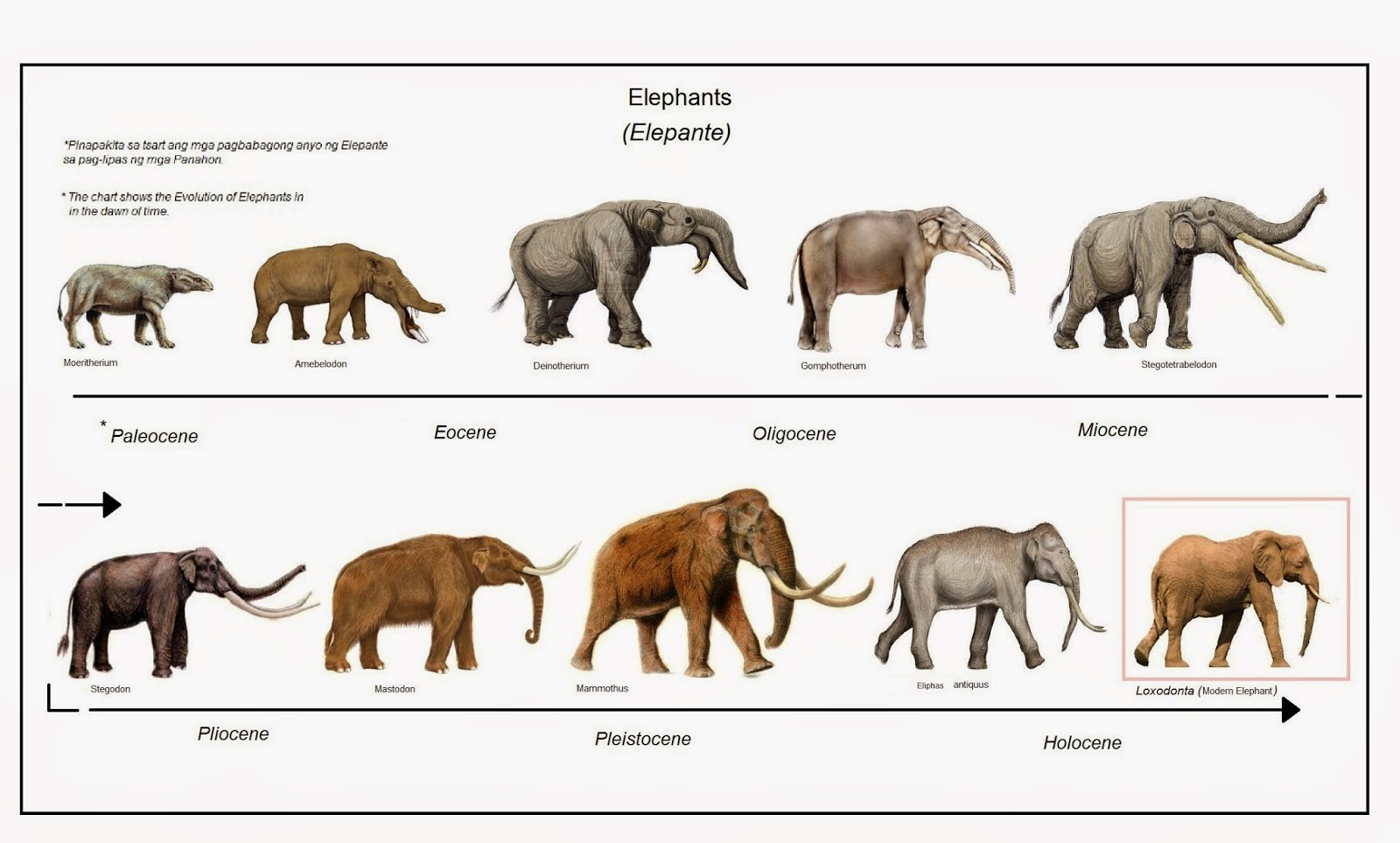 éléphant at emaze Presentation