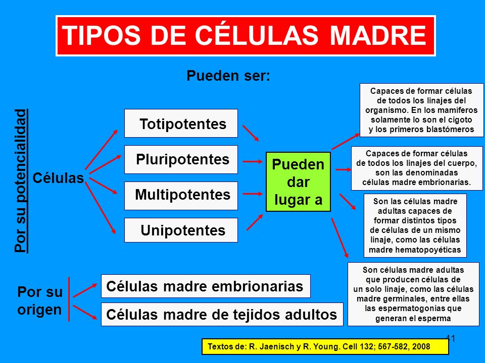 Para que se utilizan las celulas madres