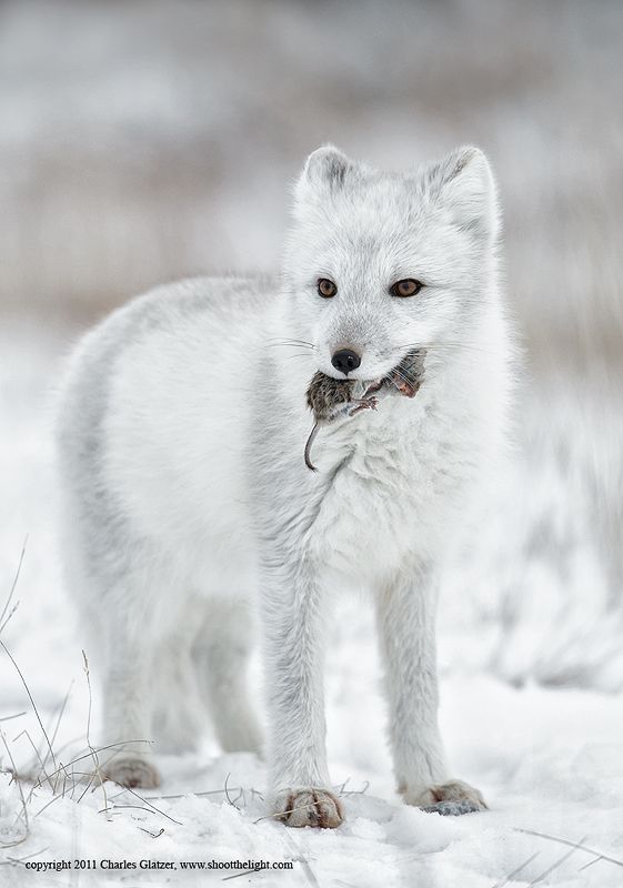 Arctic Foxes on emaze