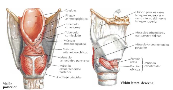 Resultado de imagen de pliegues aritenoepigloticos