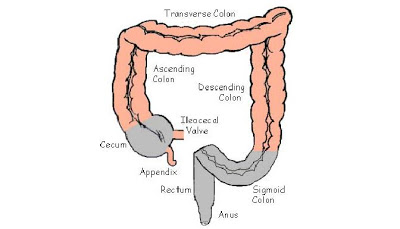 Digestive system on emaze
