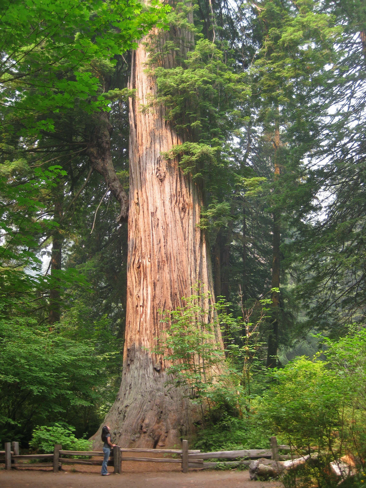Редвуд Калифорния деревья