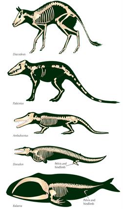 Fossil Evidence of Evolution by jesmorese on emaze