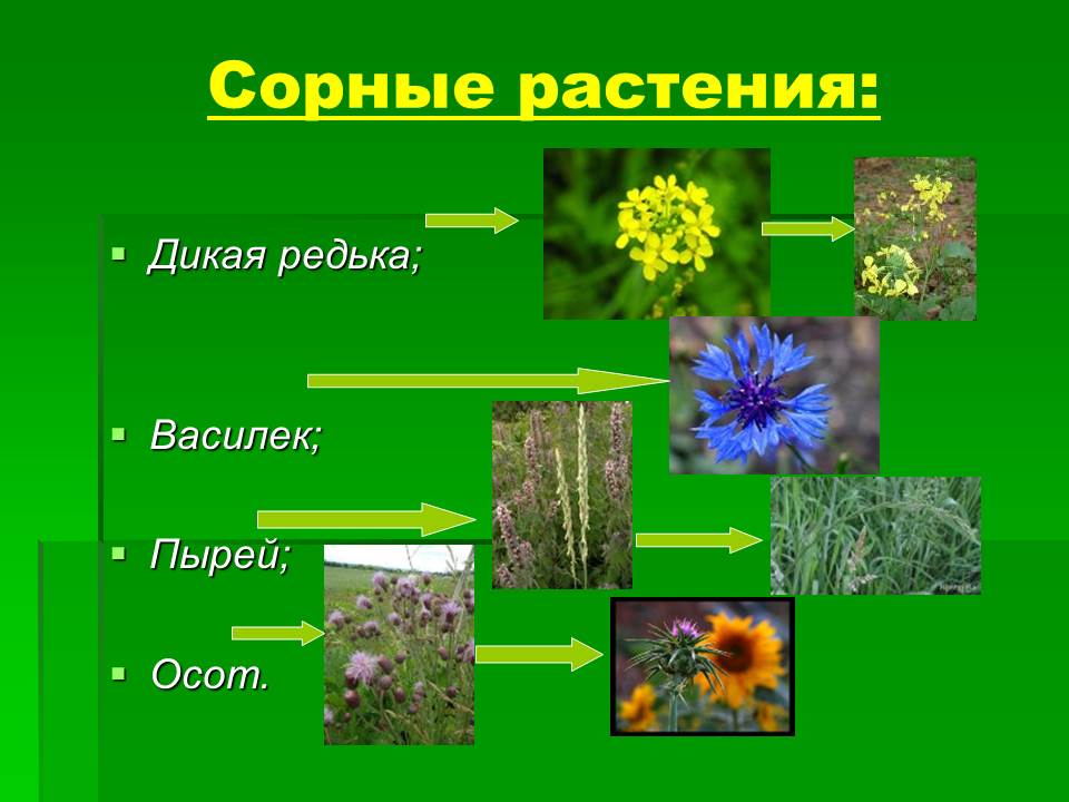 Лекарственные растения тамбовской области фото и описание