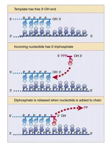 Taq DNA Polimerasa at emaze Presentation
