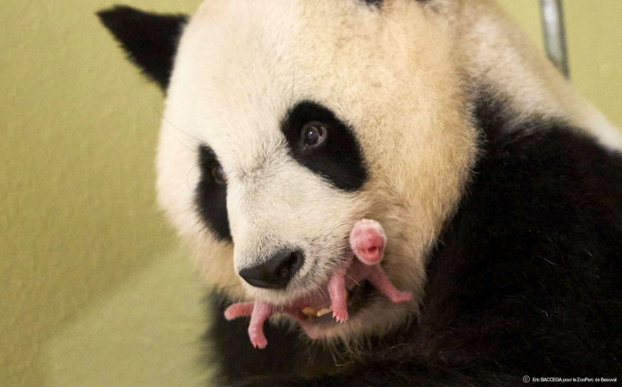 De reuzenpanda on emaze
