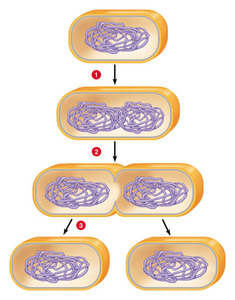 bacterias de fisión binaria