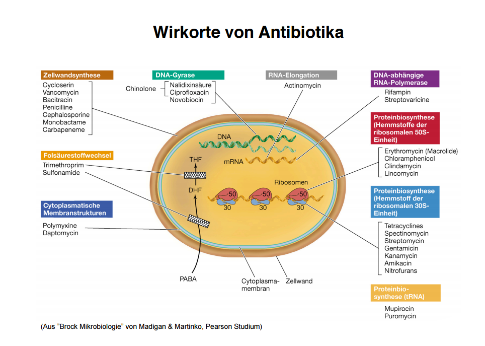 Wie Schnell Wirkt Antibiotika Bei Entzündungen