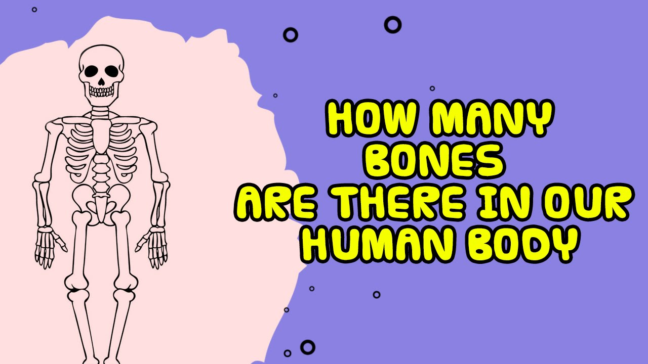 How many Bones are there in the Human body. Facts about the Human body. How many Bones do Humans have?. There are... Bones in....