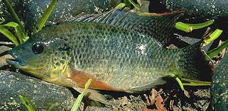 Java Tilapia peces on emaze