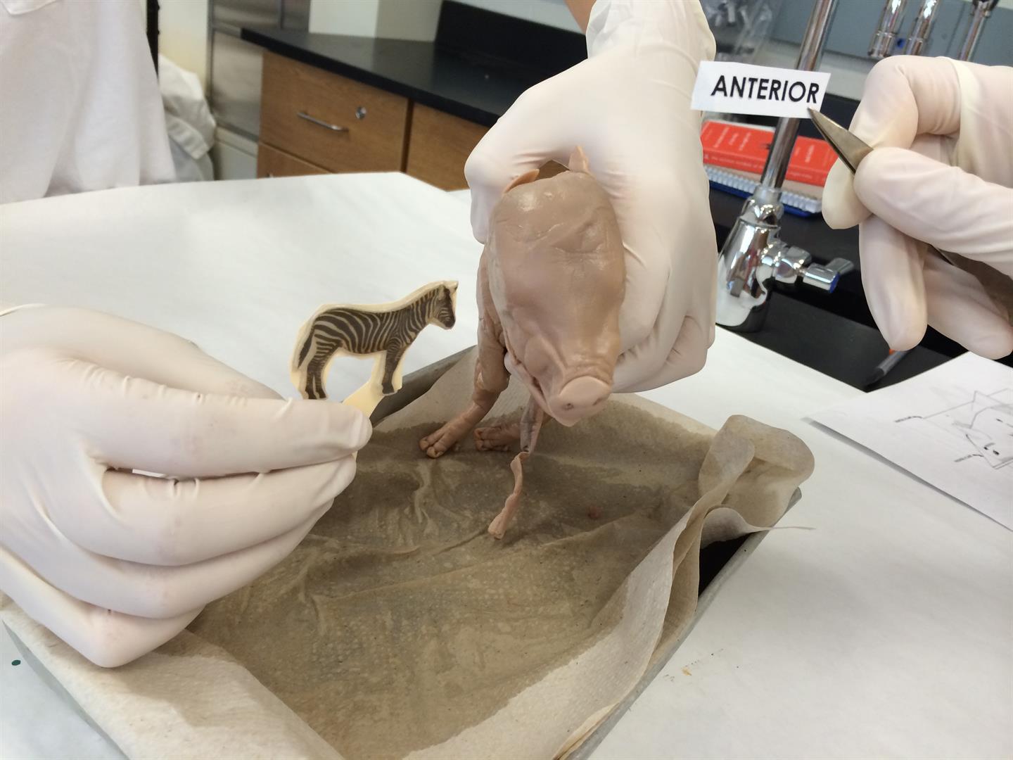 Fetal Pig: An Early View at emaze Presentation