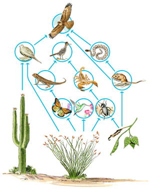 Питание характерное для пустыни. Пищевая цепочка пустыни. Пустынная цепь питания. Пищевая цепочка пустыни схема. Цепь питания в пустыне.