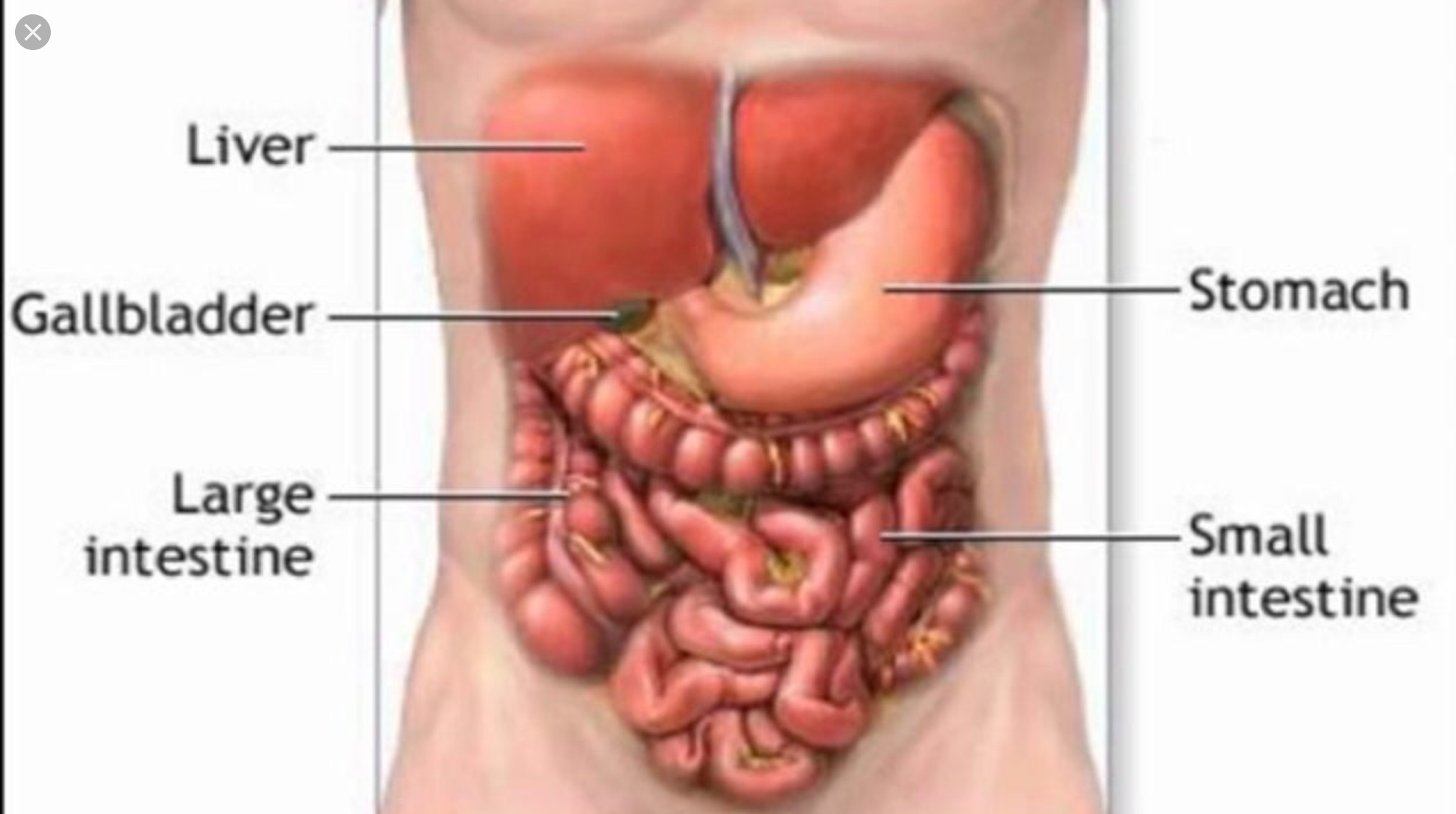 Внутренний орган селезенка. Печень человека расположение. Расположение печени и желчного пузыря. Расположение селезенки у человека.