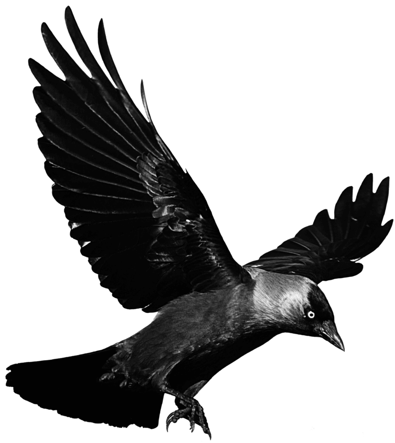 macbeth-animal-imagery-on-emaze