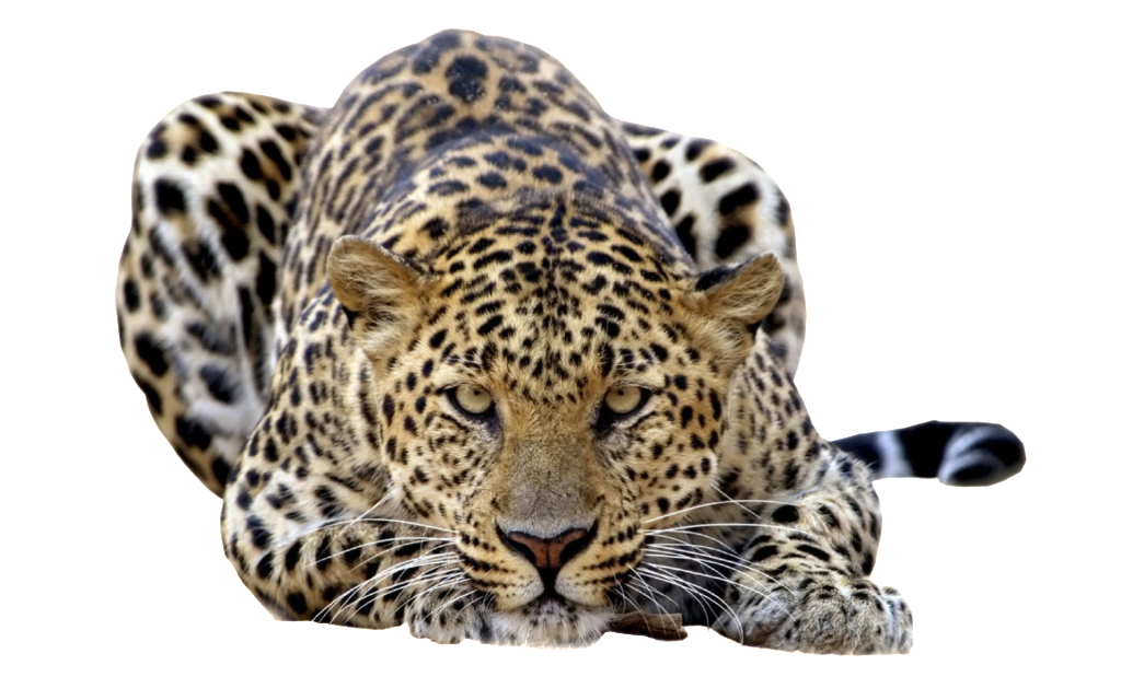 Endangered Animal on emaze