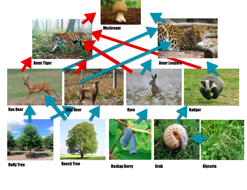 28 best ideas for coloring Amur Leopard Food Web