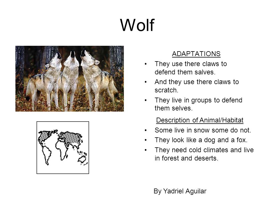 my virtual zoo on emaze