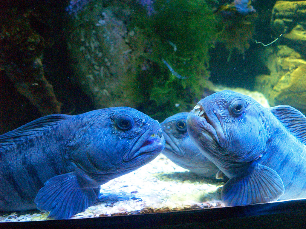 Рыба волк. Atlantic Wolffish. Атлантический волк рыба. Рыба черный волк.