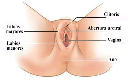Partes del aparato reproductor masculino internas y externas