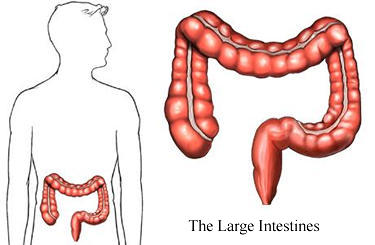 Image result for large intestine