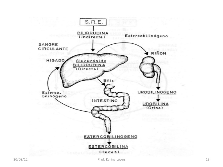 RUTAS METABÓLICAS On Emaze