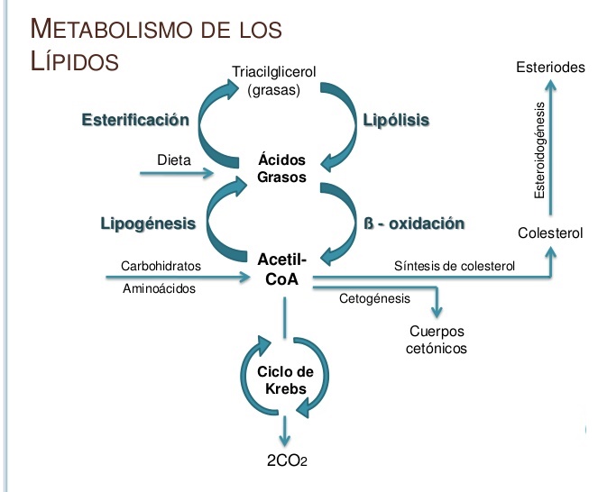 RUTAS METABÓLICAS On Emaze