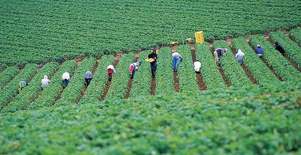 intensive-farming-on-emaze