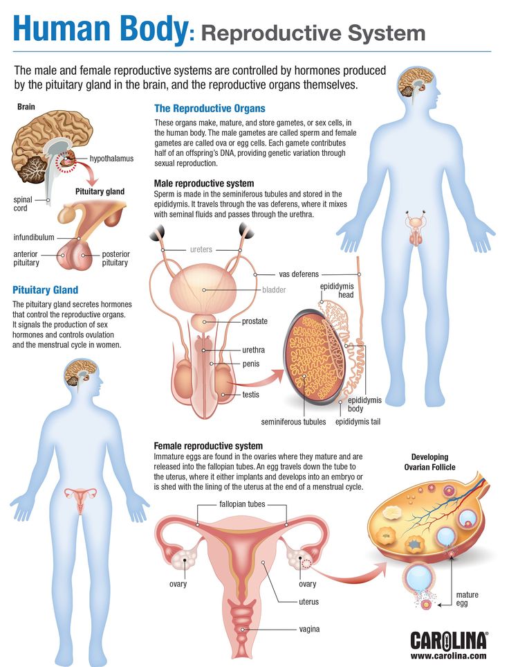 Human Sex Hormones 108