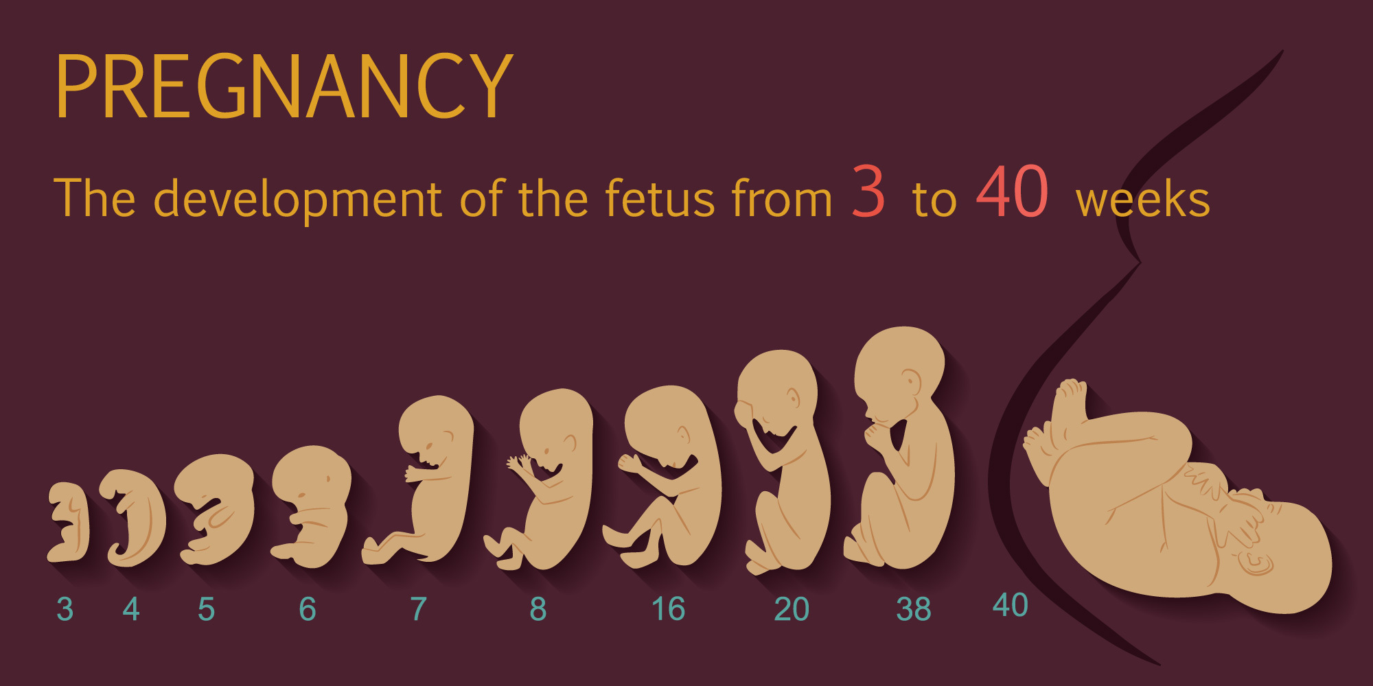 23 Неделя беременности от зачатия