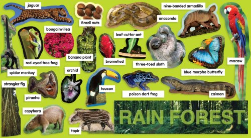 Rainforests by amandadavis_stl on emaze Rainforests by amandadavis_stl on emaze