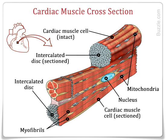 Muscular system 2 on emaze