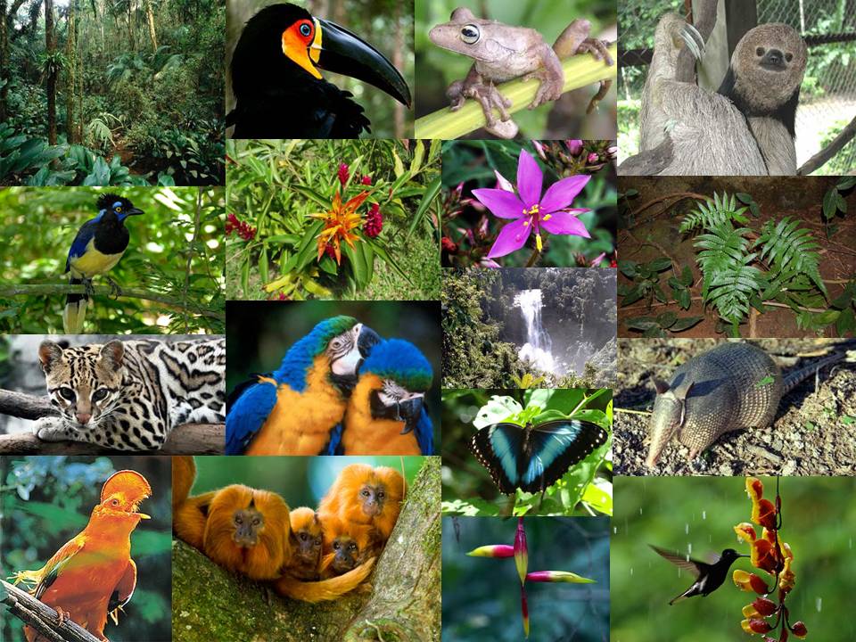 2.3 Selva Húmeda y Tropical APRENDAMOS BIOLOGIA