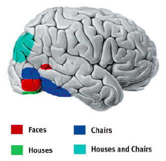 Vision - AP Psychology at emaze Presentation
