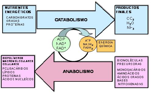 Metabolismo procesos catabolicos y anabolicos