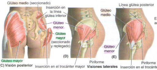 musculos anatomia del sacro